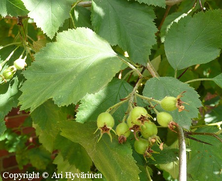 Crataegus submollis, iso-orapihlaja